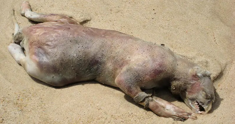 Inside The Mystery Of The ‘Montauk Monster’ That Washed Ashore In Long Island