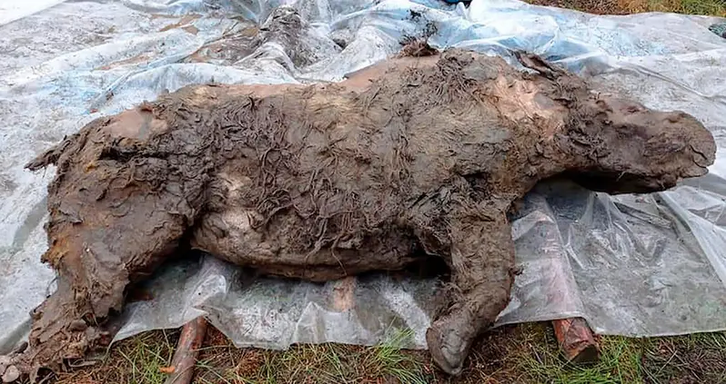 Scientists Stunned By 50,000-Year-Old Woolly Rhino Found In Siberian Permafrost With Its Intestines Intact