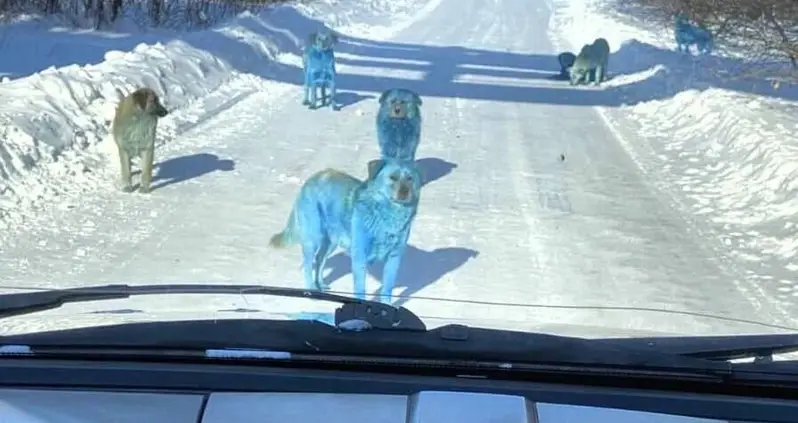 A Pack Of Blue Dogs Was Found Roaming Near A Shuttered Chemical Plant In Russia