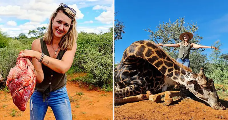 South African Trophy Hunter Kills Elderly Giraffe And Cuts Out Its Heart For A Valentine’s Day Gift To Her Husband