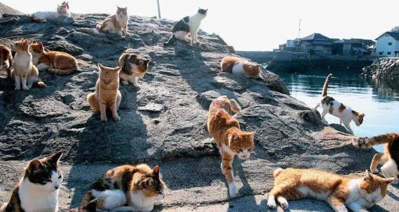 7 Places Around The World That Are Absolutely Overrun With Cats