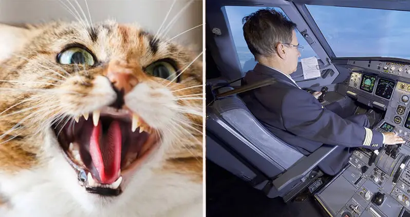 Passenger Plane Forced To Make An Emergency Landing In Sudan After Stowaway Cat Attacked Pilot