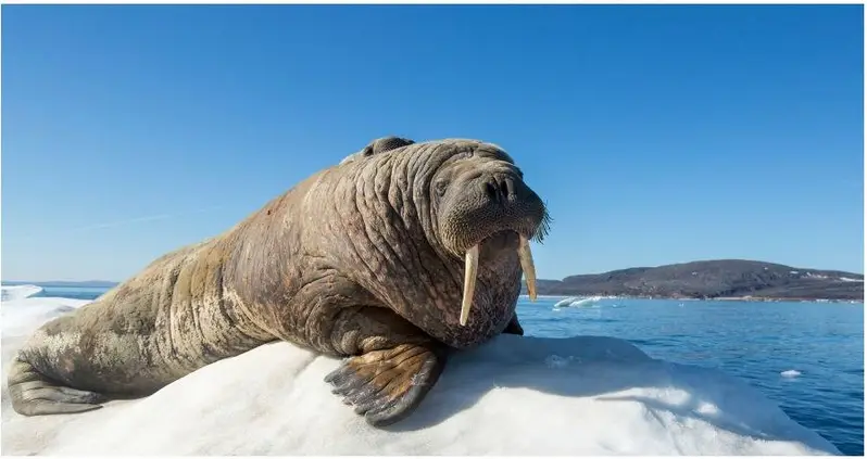 Walrus Takes A Nap On An Ice Floe — And Drifts Thousands Of Miles To Ireland