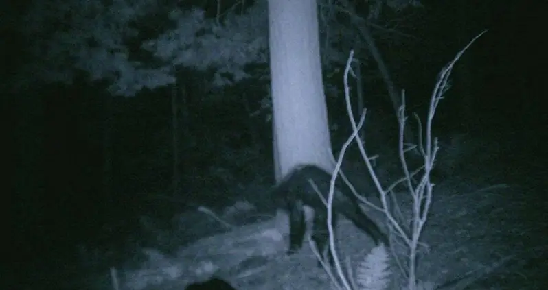 8 Unnerving ‘Bigfoot Sightings’ That Made Believers Out Of Skeptics