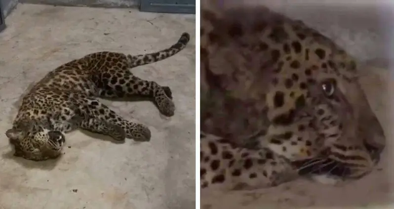 Leopard Escape Cover-Up At Chinese Zoo Yields Hunt With 1,000 Drones In Sky And 100 Chickens As Bait