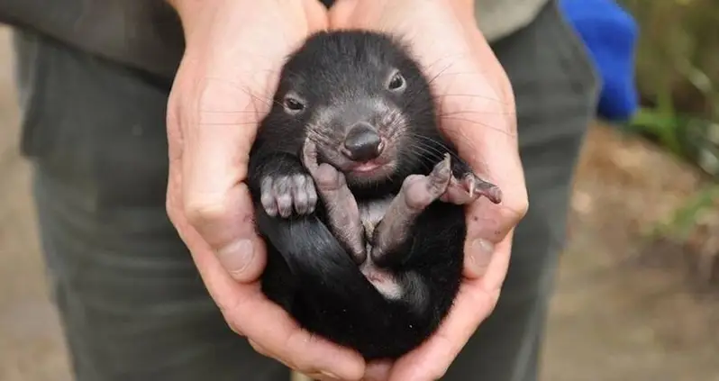 Seven Baby Tasmanian Devils Were Just Born On The Australian Mainland — For The First Time In 3,000 Years