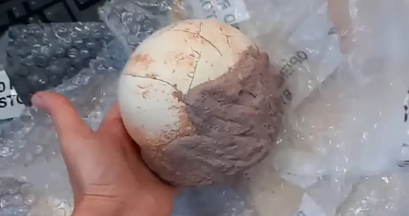 Italian Customs Officials Just Seized A 159-Million-Year-Old Dinosaur Egg