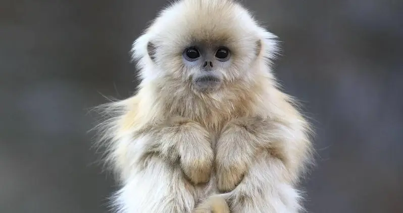 Meet The Golden Snub-Nosed Monkey — The Beautiful But Endangered Blue-Faced Primate Of China’s Mountain Forests