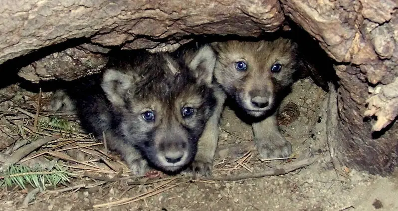 Gray Wolf Pups Have Just Been Seen In Colorado For The First Time In 80 Years