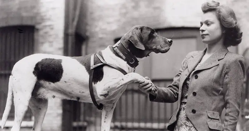 How An Ordinary English Pointer Became A Decorated World War II Soldier