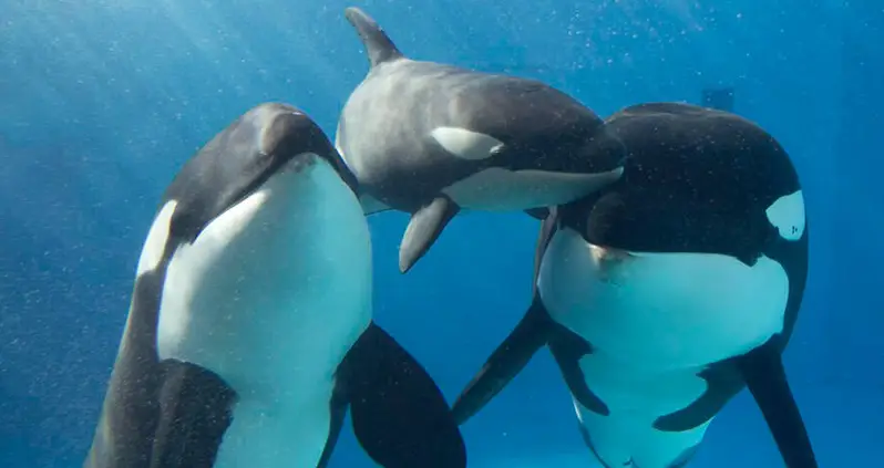 Stunning Drone Footage Reveals Complex Social Lives Of Killer Whales — And That They Have Best Friends