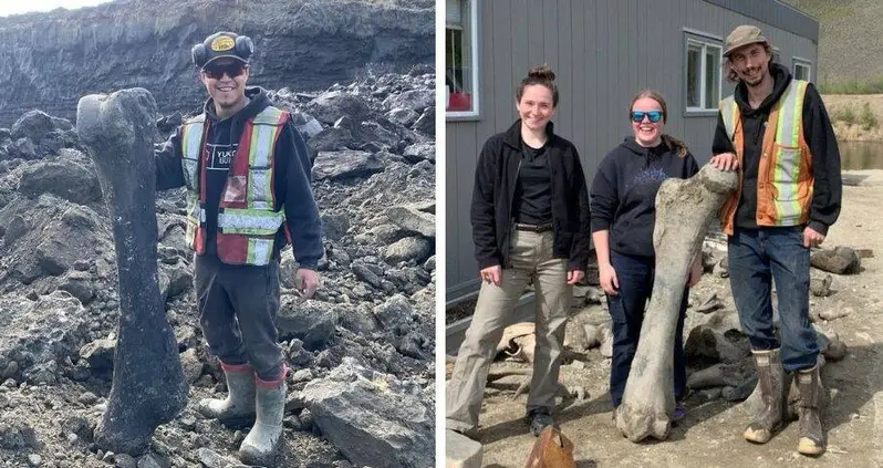 Yukon Gold Miners Just Stumbled Across A Rare Trove Of Hundreds Of Woolly Mammoth Bones