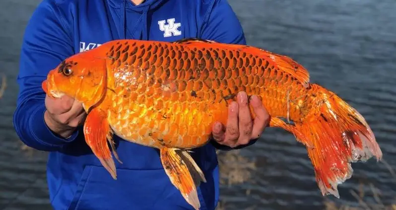 ‘Football’ Sized Giant Goldfish In Minnesota Lakes Prompt Warnings About Pet Dumping