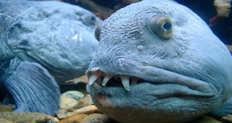 Inside The World Of The Wolf Eel, The Grotesque Yet Friendly Sea Monster Of The North Pacific