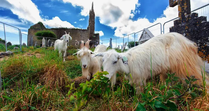 These Grazing Goats And Sheep Just Helped Uncover Hundreds Of Forgotten Historic Graves In Ireland