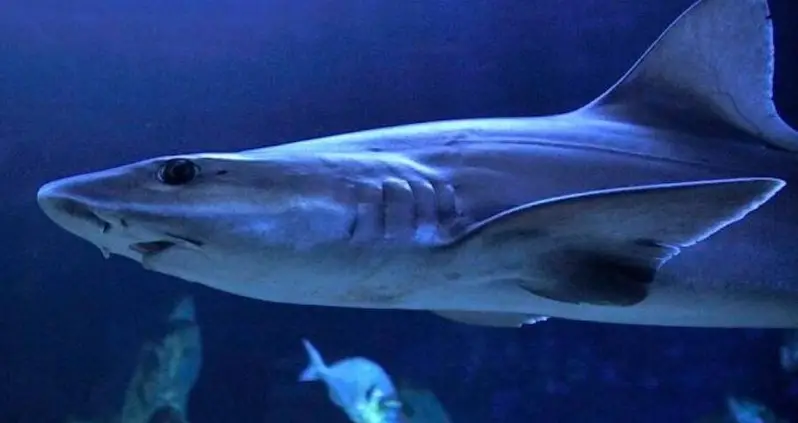 Baby Shark Born In Italy May Be A Rare Example Of ‘Virgin Birth’