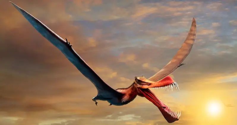The Largest Pterosaur Ever Found In Australia Was ‘The Closest Thing We Have To A Real Life Dragon’