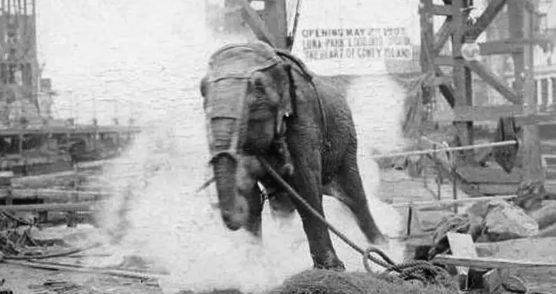 The Heartbreaking Story Of Topsy The Elephant And Her Public Execution