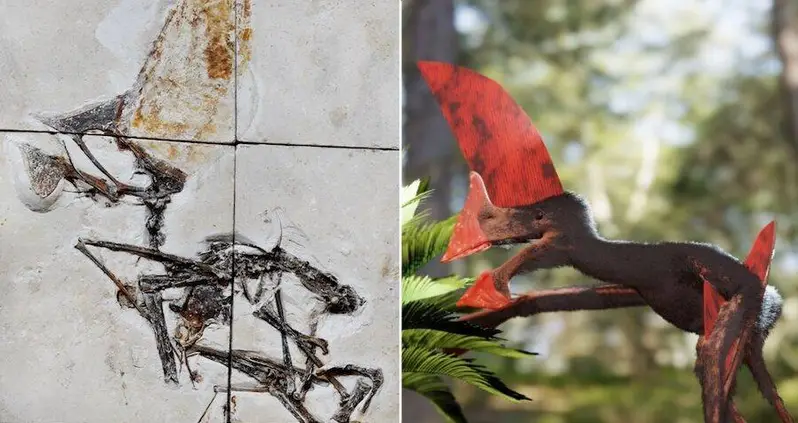 This Dinosaur Fossil Confiscated During A Police Raid Is One Of The Most Complete Pterosaur Skeletons Ever Found