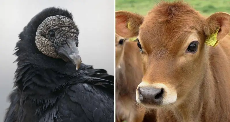 Federally Protected Black Vultures Are Reportedly ‘Eating Cows Alive’ In The Midwest