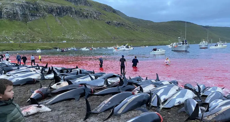 More Than 1,400 Dolphins Killed In Bloody Faroe Islands Massacre