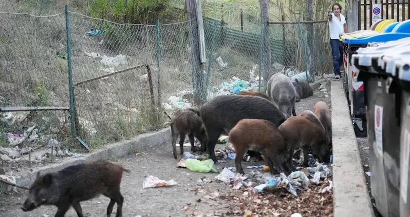 Rome Has Just Been Invaded By Wild Boars And They’ve All But Taken Over The City