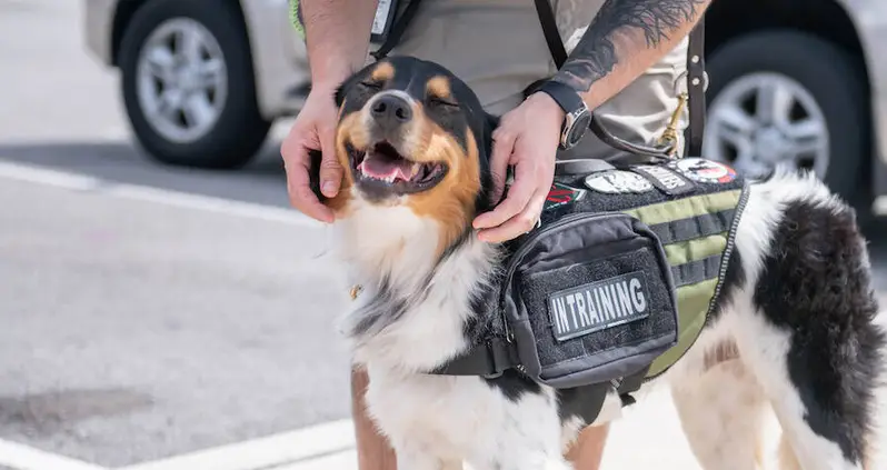 New ‘PAWS’ Act Seeks To Provide Service Dogs To Veterans With PTSD