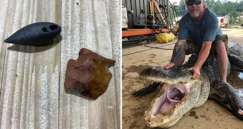 Hunters Just Discovered 8,000-Year-Old Native American Artifacts In The Belly Of An Alligator In Mississippi