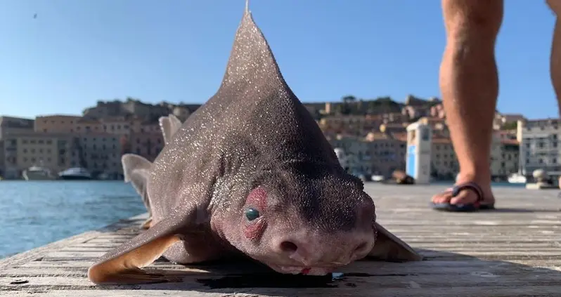 This Bizarre Pig-Faced Shark Was Just Pulled Out Of The Mediterranean Sea By Italian Naval Officers