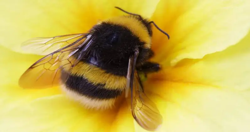 The American Bumblebee Is About To Become An Endangered Species For The First Time In History