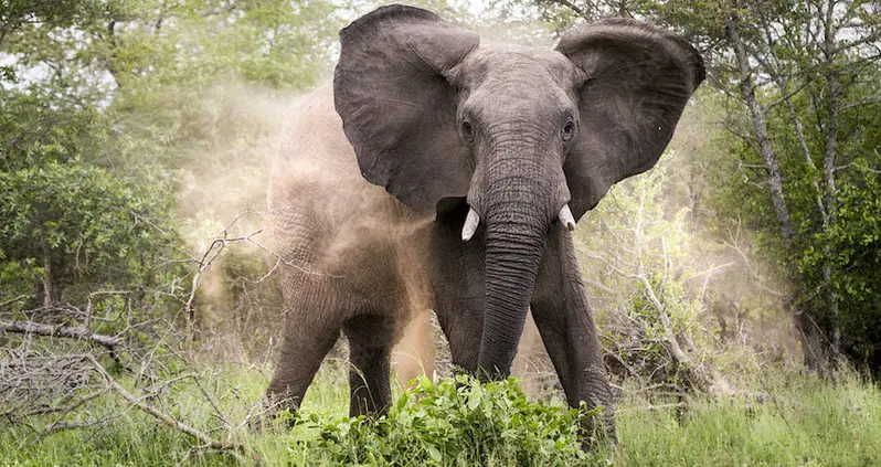 An Elephant In South Africa’s Kruger National Park Just Stomped A Suspected Poacher To Death