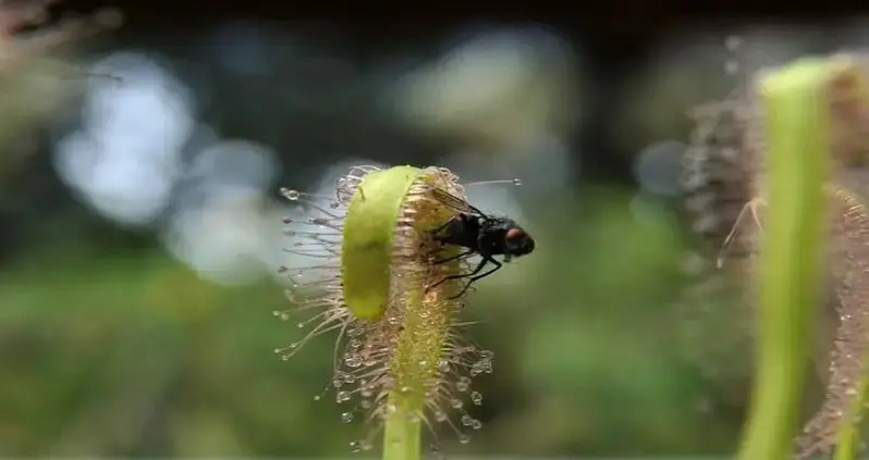 Scientists Just Discovered That This Common Wildflower Is Actually Carnivorous