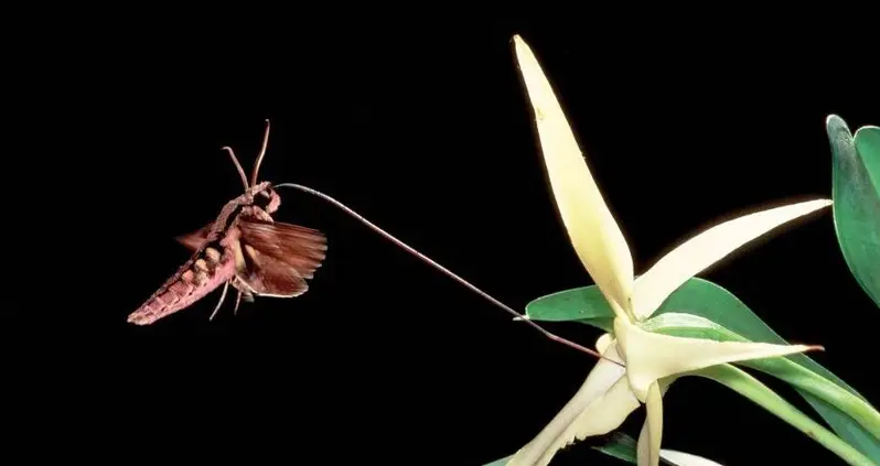 New Moth Species Discovered In Madagascar Has The Longest Tongue Of Any Insect