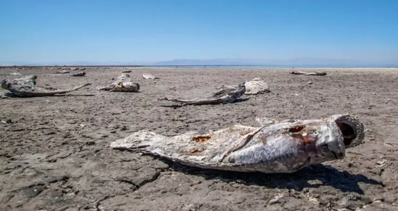 Inside The Stunning Rise And Fall Of California’s Forgotten Salton Sea