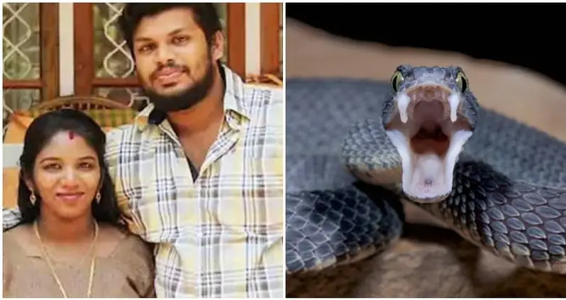 Indian Man Who Used Deadly Snakes To Murder His Wife Sentenced To Life In Prison