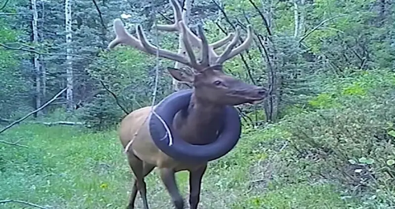 Colorado Bull Elk Finally Freed From Car Tire Stuck Around Its Neck After Two Whole Years