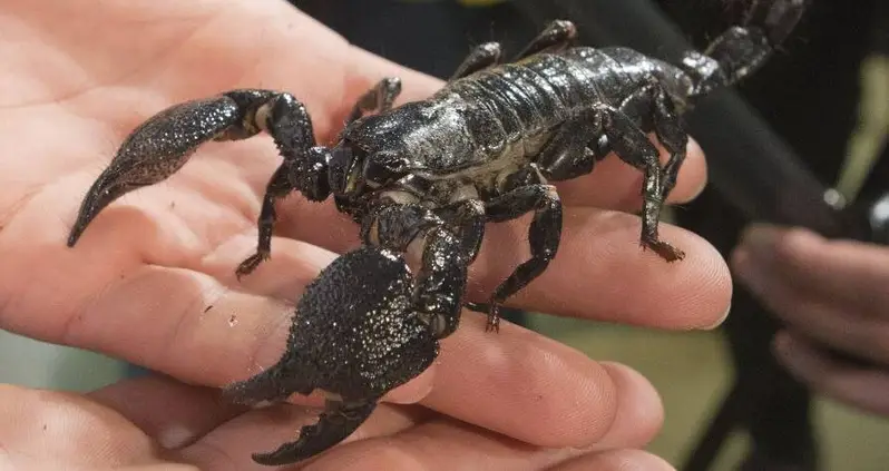 Storms In Egypt Unleash Massive Swarm Of Scorpions Killing Three People And Injuring 450