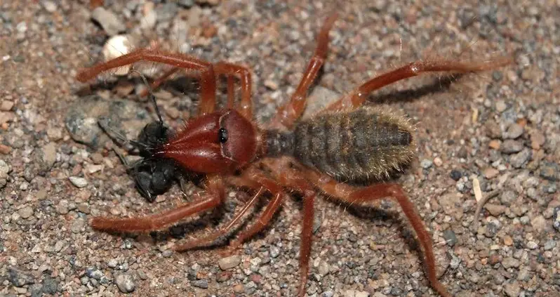 Meet The Camel Spider, The Terrifying Predator Of The World’s Deserts