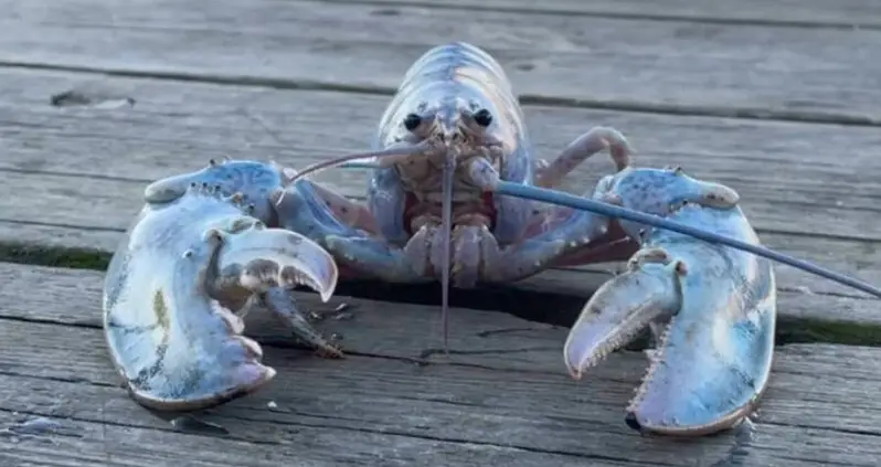 Maine Lobsterman Catches Rare ‘Cotton Candy’ Lobster, Defying 1-In-100 Million Odds