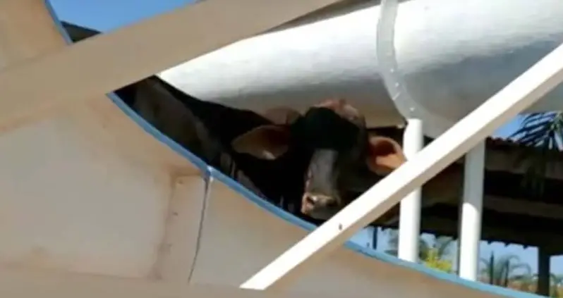 This Brazilian Cow Escaped Slaughter And Headed Straight For An Amuseument Park