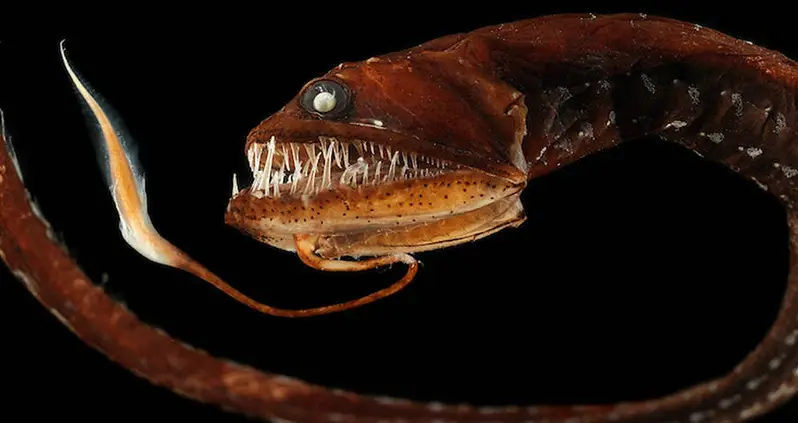 Discover The 33 Scariest Animals In The World, From The Deep Sea To The Tropical Skies