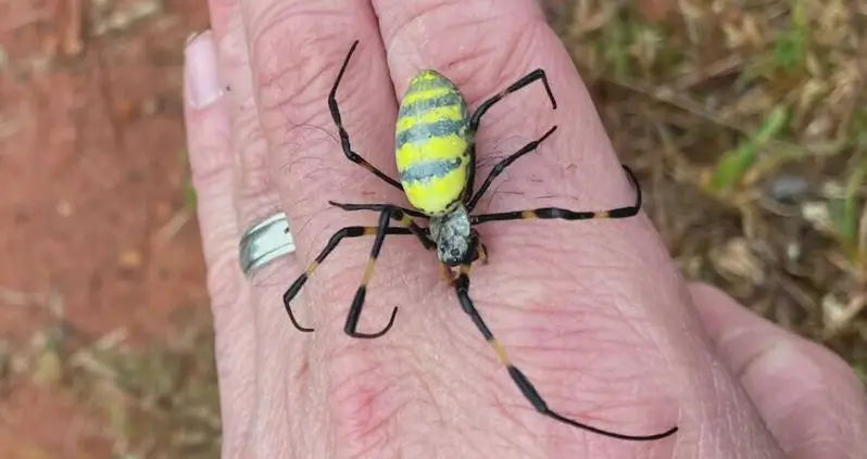 Meet The Joro Spider — The Giant Asian Arachnid That’s Started To Invade The United States