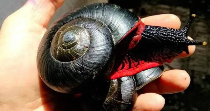 Inside The World Of The Volcano Snail, Nature’s Toughest Gastropod