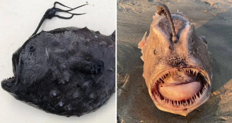 The Mysterious Footballfish, The Nightmarish Deep-Sea Creature That’s Never Even Been Seen Alive