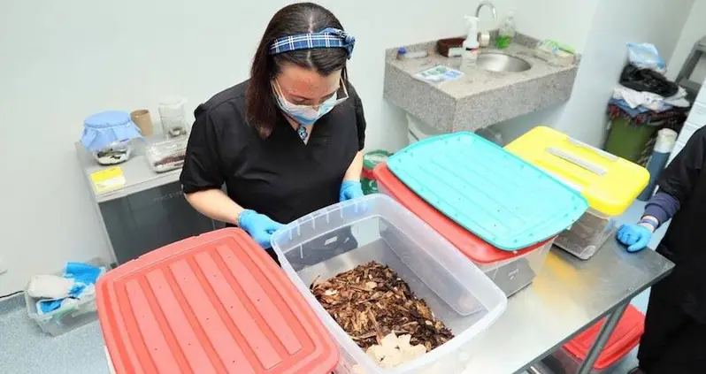 More Than 300 Smuggled Tarantulas, Giant Cockroaches, And A Scorpion Were Just Seized At A Colombian Airport