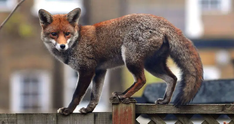 The Notorious ‘Croydon Cat Killer’ That Killed Hundreds Of Cats Across London Has Just Been Identified