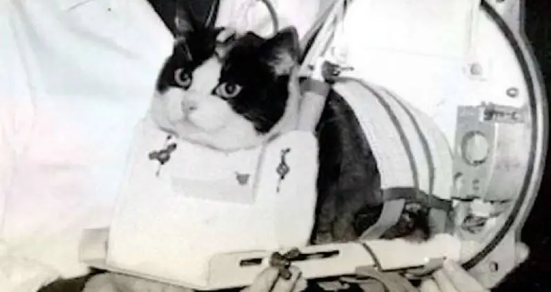 How Félicette The Cat Became The First Feline To Ever Go To Space