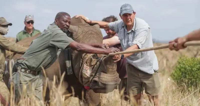 White Rhinos Flown From South Africa To Rwanda In Largest ‘Rhino Translocation Ever’