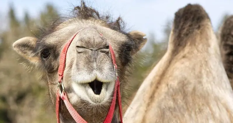 Dozens Of Camels Tossed From Saudi Arabia Beauty Contest Over Botox Injections