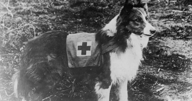 Meet The Mercy Dogs, The Unsung Canine Heroes Of World War I